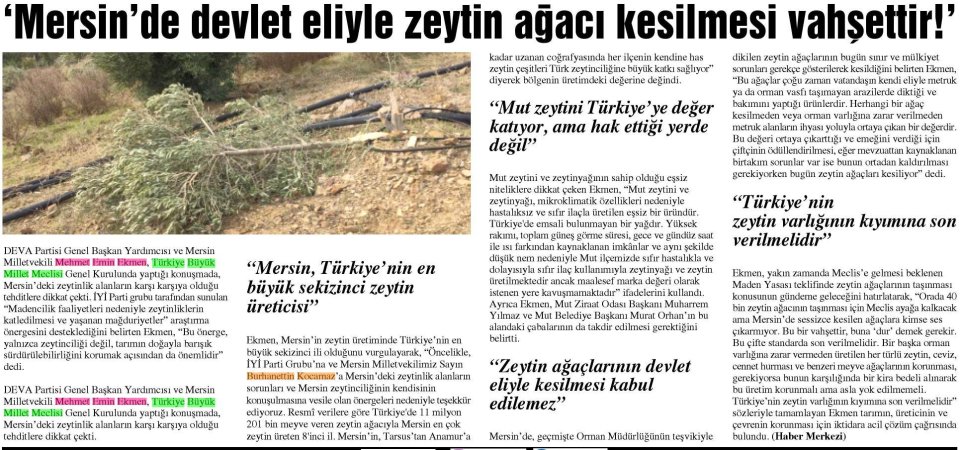 'MERSİN'DE DEVLET ELİYLE ZEYTİN AĞACI KESİLMESİ VAHŞETTİR!'